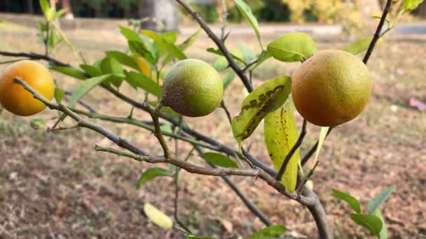 Reife Zitrone Hängt Einem Kleinen Zitronenbaum Typische Brasilianische Frucht Limo — Stockvideo
