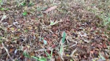 Yeşil çimlerle toprağın üzerinde alçaktan uçuyor