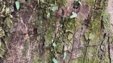 Gövdesinde epifit bitkileri olan egzotik ve düzensiz bir ağaç gövdesi.