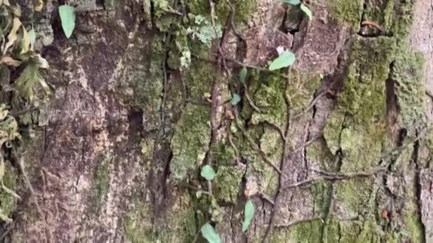 Corteza Exótica Irregular Tronco Árbol Con Plantas Epífitas Unidas Tronco — Vídeo de stock
