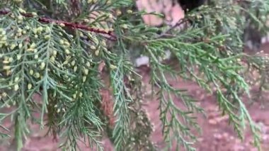 Rüzgarda dallanan yeşil bitki örtüsü güzel doğada