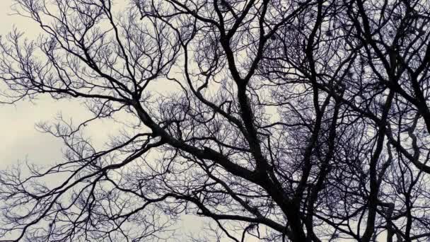 Oiseau Perché Dans Sommet Arbre Avec Ciel Gris Comme Arrière — Video