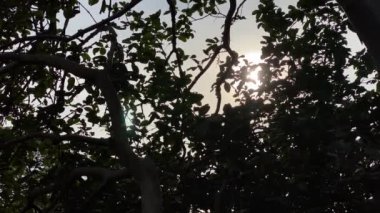 Ağacın tepesindeki yapraklara yansıyan güneş fasulyelerinin huzurlu manzarası.