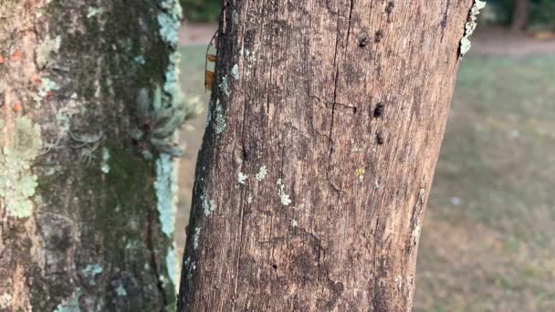 Čas Vypršel Kolonie Termitů Kmeni Stromu Udělali Něm Díru Místa — Stock video