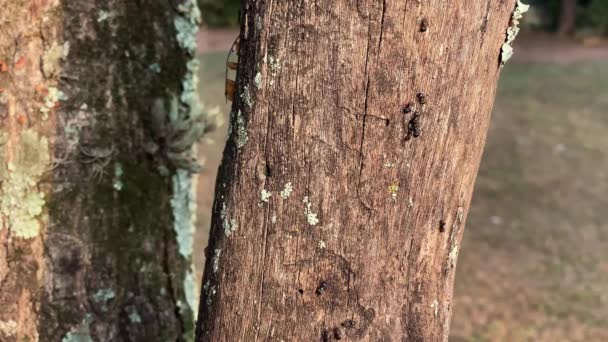 Colonia Las Termitas Sobre Tronco Del Árbol Hicieron Agujero Desde — Vídeo de stock