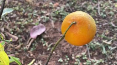 Küçük bir limon ağacında sallanan olgun limon. Limao-cravo denilen tipik Brezilya meyvesi.