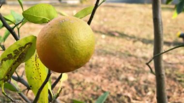 Küçük bir limon ağacında sallanan olgun limon. Limao-cravo denilen tipik Brezilya meyvesi.