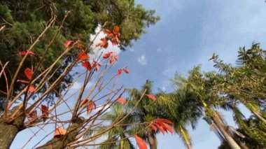 Rüzgarda sallanan güzel kırmızı yapraklar.