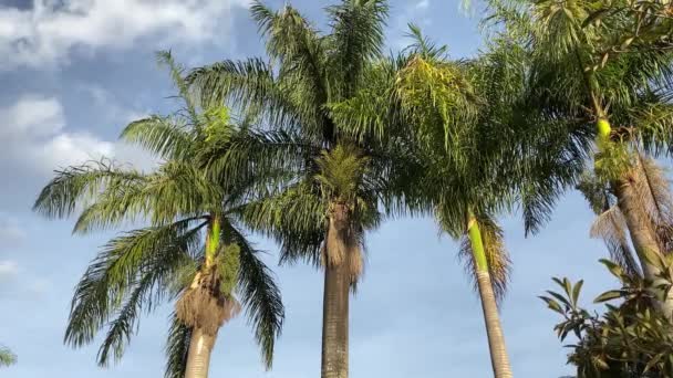 Palmeras Vista Panorámica Bajo Cielo Azul Nubes Blancas Movimiento — Vídeo de stock