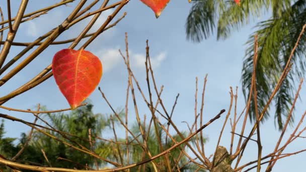 Belle Foglie Rosse Appese Ramo Albero Nel Vento — Video Stock