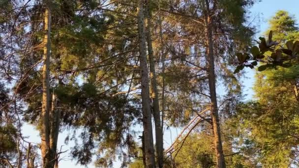 青空を背景に木の上に鳥が倒れる — ストック動画