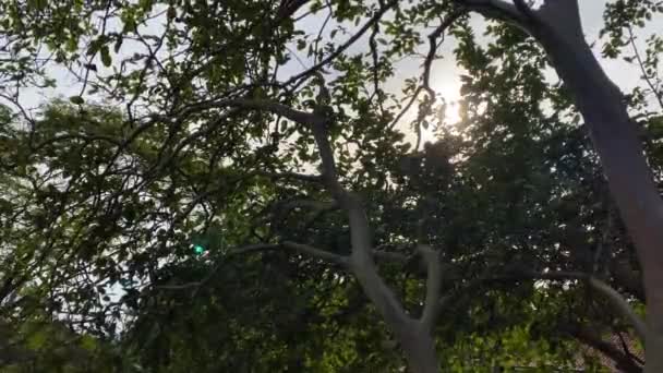 Klidný Pohled Fazole Odrážející Vrcholku Stromů — Stock video