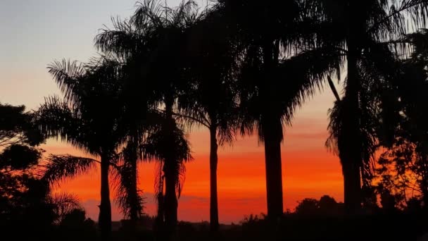 Geweldige Zonsondergang Kleuren Met Palmbomen Silhouet Prachtige Hemel — Stockvideo