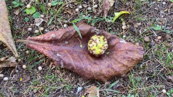 许多饥饿的红蚂蚁吃着一个水果 从树上掉到一片干枯的叶子上 然后把碎片带回了家 — 图库视频影像