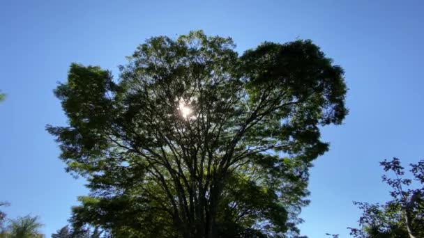 木の上の葉に反射するひまわりの穏やかな景色 — ストック動画