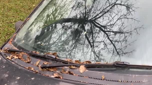 Reflejo Árbol Seco Parabrisas Coche Viejo Polvoriento Abandonado Muchas Hojas — Vídeo de stock