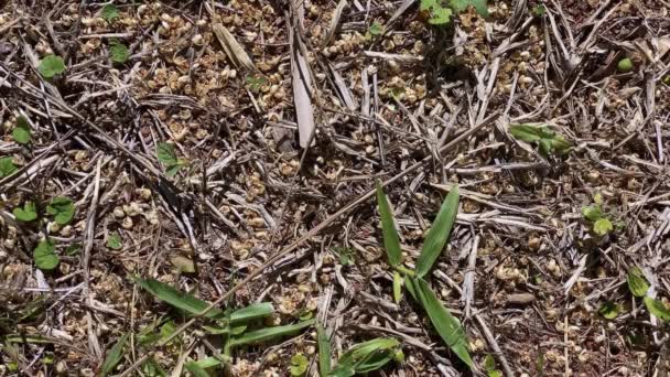 Abeja Caminando Por Suelo Entre Hojas Secas Busca Polen Para — Vídeo de stock