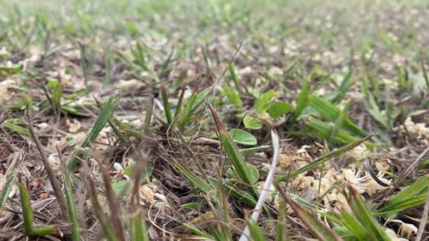 Gedempte Zwerm Bijen Achtergrond Die Stuifmeel Verzamelen Van Gevallen Bloemen — Stockvideo