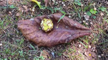 Birçok aç kırmızı karınca ağaçtan düşen meyveleri yiyorlar. Kurumuş bir yaprağın üzerinden geçip eve dönüyorlar..