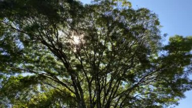 Ağacın tepesindeki yaprakların arasındaki güneş ışınlarının güzel manzarası.