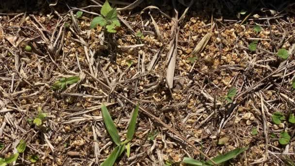 Abeille marchant sur le sol parmi les feuilles séchées à la recherche de pollen pour recueillir