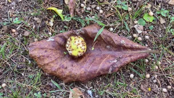 Beaucoup Fourmis Rouges Affamées Dévorant Fruit Tombé Arbre Juste Dessus — Video