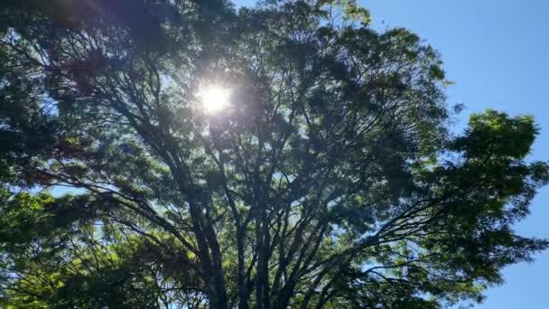Όμορφη Θέα Των Ακτίνων Του Ήλιου Ανάμεσα Στα Φύλλα Του — Αρχείο Βίντεο