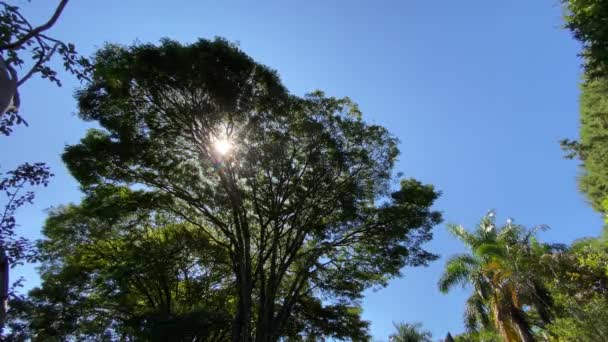 木の上の葉の間に太陽の光の美しい景色 — ストック動画