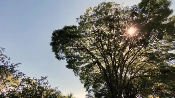 Vue sereine des graines de tournesol reflétant au sommet des feuilles de l'arbre