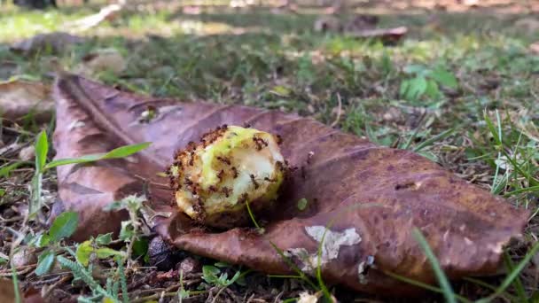 Muitas Formigas Vermelhas Famintas Devorando Fruto Caído Uma Árvore Bem — Vídeo de Stock