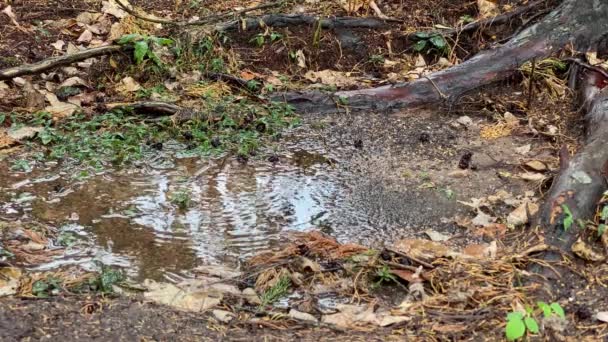 Gocce Pioggia Cadono Dal Cielo Una Pozzanghera Intorno Tronco Albero — Video Stock