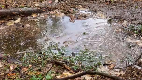 Regen Druppels Vallen Uit Lucht Een Plas Rond Een Boomstam — Stockvideo