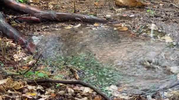 Regen Druppels Vallen Uit Lucht Een Plas Rond Een Boomstam — Stockvideo