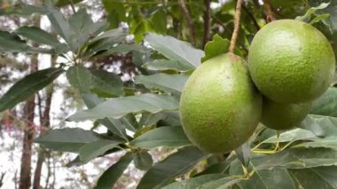Ormanın ortasındaki ağaç dalında asılı duran avokado meyvelerini kapatın.