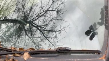 Tozlu ve terk edilmiş bir arabanın ön camında kurumuş bir ağacın yansıması. Ön camda bir sürü kuru yaprak var..