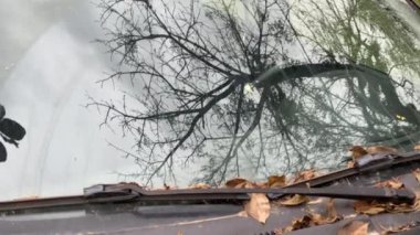 Tozlu ve terk edilmiş bir arabanın ön camında kurumuş bir ağacın yansıması. Ön camda bir sürü kuru yaprak var..