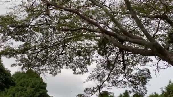 灰色の空を背景に木の上に鳥が倒れた — ストック動画