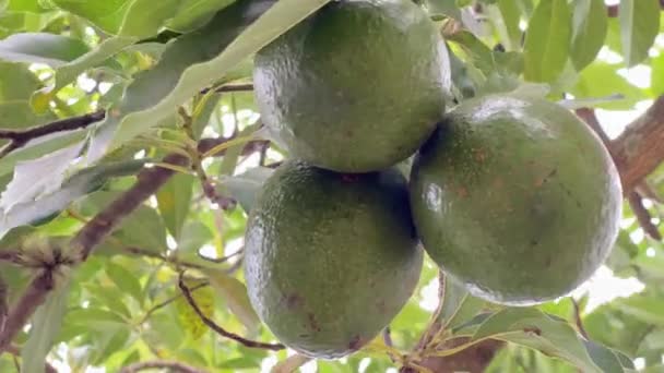 Gros Plan Des Fruits Avocat Accrochés Branche Arbre Milieu Des — Video