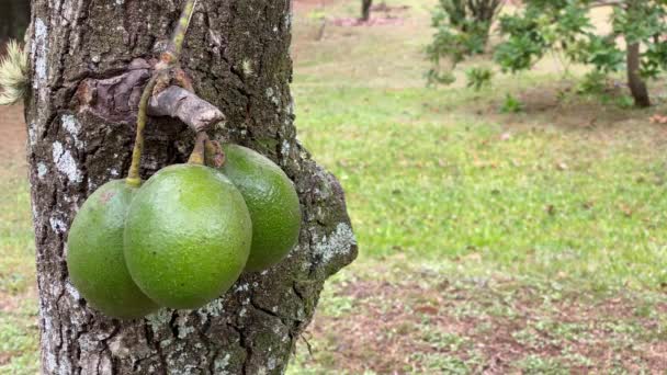 Close Avocado Fruits Hanging Tree Branch Middle Woods — Stock Video
