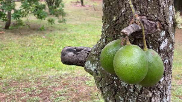 한가운데에 나뭇가지에 아보카도 열매를 클로즈업 — 비디오