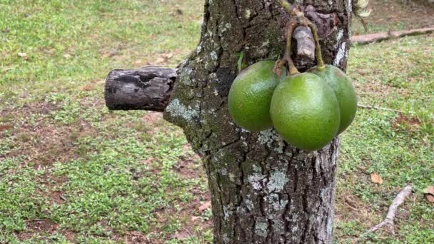 Close Avocado Fruits Hanging Tree Branch Middle Woods — Stock Video