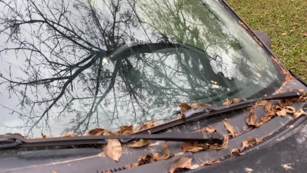 在一个尘土飞扬的废弃汽车的挡风玻璃上反射出一棵干枯的树 挡风玻璃上有很多干叶子 — 图库视频影像