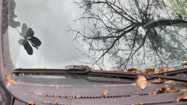 Reflet Arbre Séché Sur Pare Brise Une Voiture Poussiéreuse Ancienne — Video