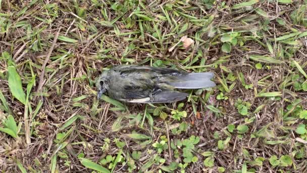 Dood Groen Vogellichaam Aan Het Ontbinden Grasgrond — Stockvideo