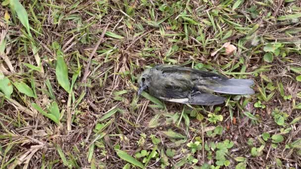 Corpo Pássaro Verde Morto Decomposição Chão Grama — Vídeo de Stock