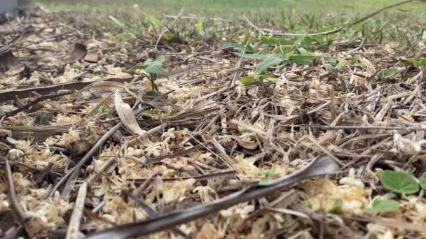 Enjambre Abejas Suelo Recogiendo Polen Flores Caídas Palmeras — Vídeo de stock