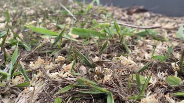 Enjambre Abejas Suelo Recogiendo Polen Flores Caídas Palmeras — Vídeo de stock