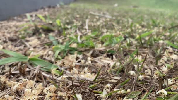 落ちたヤシの木の花から花粉を集める背景にある蜂の群れ — ストック動画