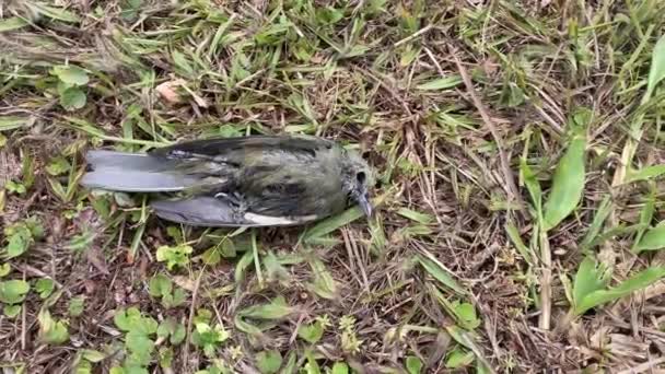 Cuerpo Pájaro Verde Muerto Descomponiéndose Suelo Hierba — Vídeos de Stock