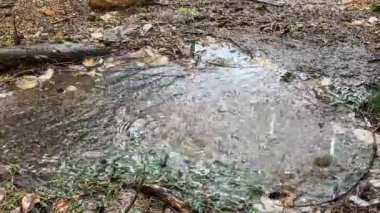 Gökten düşen yağmur damlaları bir ağaç gövdesinin etrafındaki su birikintisinin üzerine düşüyor. 240 fps 'de vuruldu..